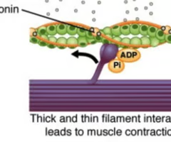 <p><span>myosin cross-bridges form,</span><br><span>resulting in Ca2+ binding to</span><br><span>troponin on an actin helix</span></p>