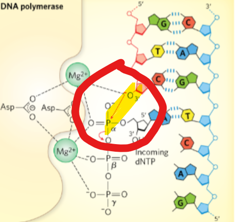 <p>During a DNA synthesis reaction: ________ of the 3’ nucleotide attacks _______ of incoming dNTP</p>