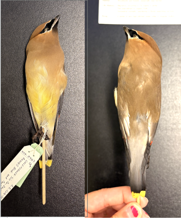 <p>• Gray-brown upperparts and underparts, with pale yellow abdomen</p><p>• Black face mask with white edges and black chin</p><p>• Prominent crest</p><p>• Yellow or orange tipped tail</p><p>• Whitish undertail coverts</p><p>• Waxy red tips on the secondaries</p>
