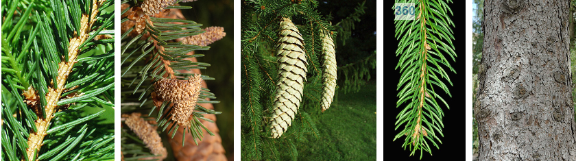 <p>single needle peg like, drooply wizzard sleve limbs, long skinny thin scaled cones </p>