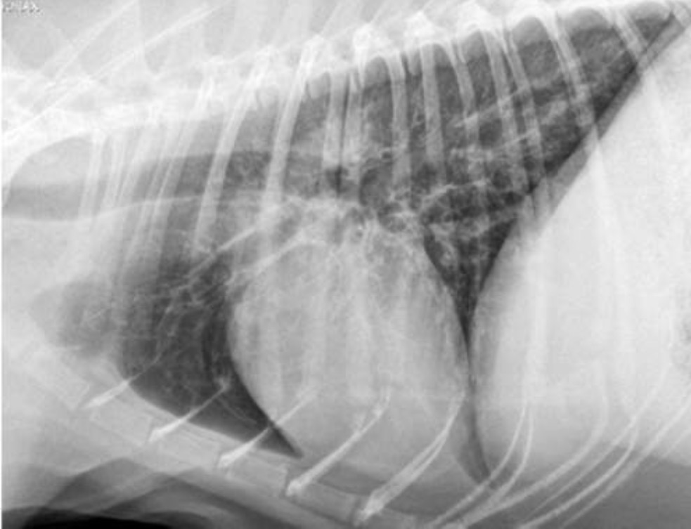 <p>What type of pattern can be seen in this radiograph?</p>