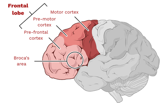 <p>Frontal lobe - in front of central sulcus</p><p>Prefrontal cortex, motor cortex, Broca’s area</p>
