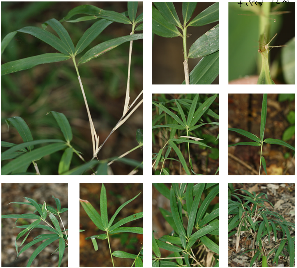 <p>poaceae</p><p>native bamboo</p><p>pseudo-petiole - hardened between sheath and blade</p><p>long stiff hairs at top of sheath</p>