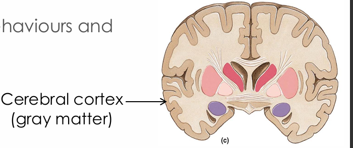 <ul><li><p>Nuclei </p></li></ul><p>that:</p><ul><li><p>receive, localise and interpret sensory input</p></li><li><p>control voluntary skeletal muscle movements</p></li><li><p>perform intellectual and language functions</p></li><li><p>store memories</p></li><li><p>control emotions, behaviours and personality</p></li></ul><p></p>