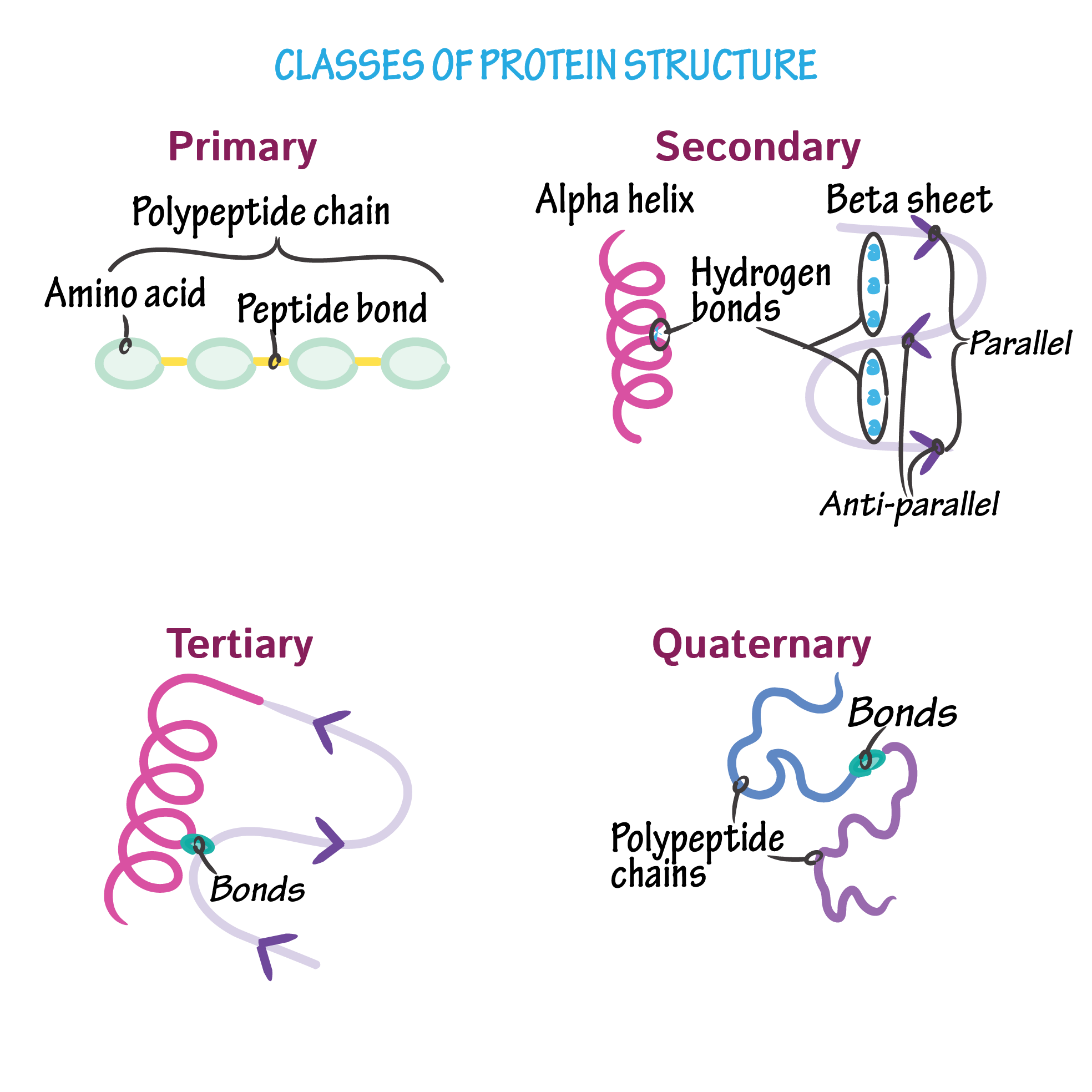 <p>formed by long-range interactions between amino acids; structure that protein dunction depends on</p><p></p><p>“Proteins are embodiment of the transition from 1D world of sequence to 3D world of molecules capable of diverse activities“</p>