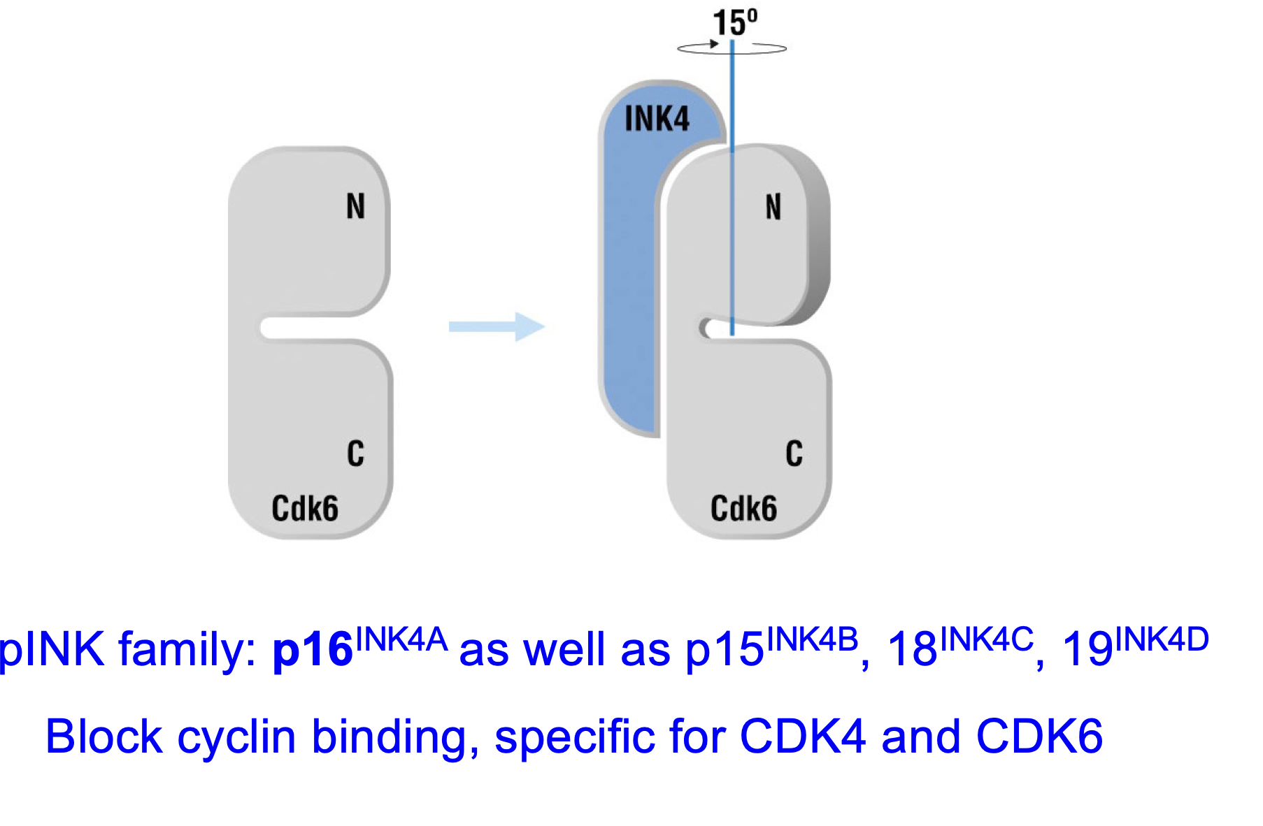 <p>Block cyclin binding so formation of complex</p><p></p><p>Different members of pINK block different things:</p><p>p16INK4A blocks CDKA4 and CDK6</p>