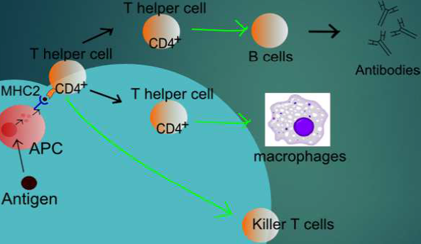 <p>What biological components are included under adaptive immunity</p>