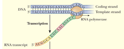 <ul><li><p class="Paragraph SCXW146741012 BCX8" style="text-align: left;"><span style="background-color: transparent; line-height: 20.925px;">RNA polymerase slides along the DNA molecule, reading the genetic sequence of one strand to make an almost exact copy of the opposite strand</span><span style="line-height: 20.925px;">&nbsp;</span></p></li></ul><ul><li><p class="Paragraph SCXW146741012 BCX8" style="text-align: left;"><span style="background-color: transparent; line-height: 20.925px;">The strand that is read by the RNA polymerase is the template strand</span><span style="line-height: 20.925px;">&nbsp;</span></p></li></ul><ul><li><p class="Paragraph SCXW146741012 BCX8" style="text-align: left;"><span style="background-color: transparent; line-height: 20.925px;">The strand that will be copied is called the coding strand</span><span style="line-height: 20.925px;">&nbsp;</span></p></li></ul><p></p>