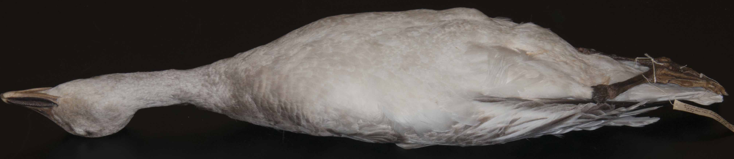 <p>(Snowy Goose)</p>