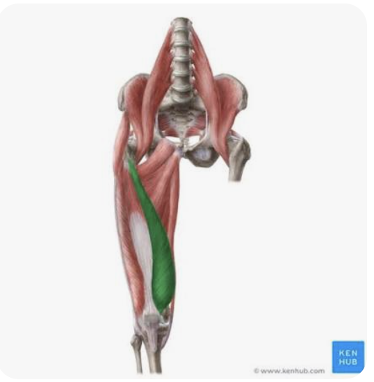 <p>O: Linea aspera of the femur; intertrochanteric line</p><p>I: Patella, tibial tuberosity</p><p>A: Extension of the leg</p><p>N: Femoral nerve</p>