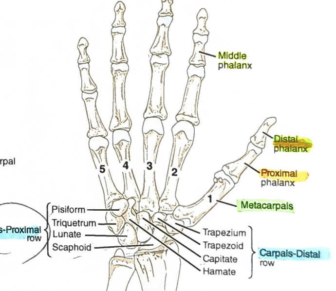 <p>1) Proximal: proximal phalanges articulate with the metacarpals. 2) Distal: distal phalanges are the fingertips. 3) Key feature: 14 total; each finger has proximal, middle, distal; the thumb (pollex) has only proximal and distal.</p>