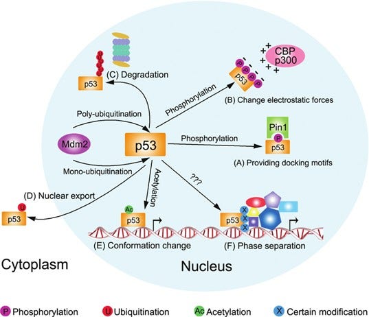 <p>protein folding, chemical modifications of amino acids, protein sorting/trafficking, and protein degradation </p>