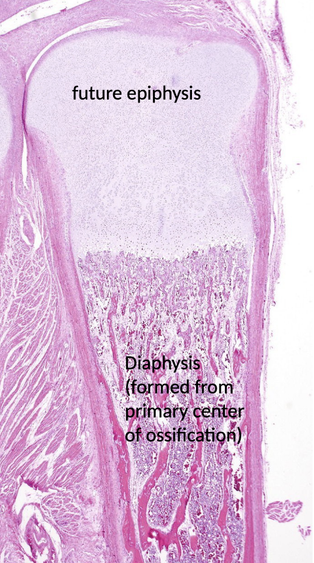 <p>what tyoe of bone formation occurs within a cartilaginous precursor?</p>