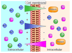<p>A potential difference across a membrane will alter the rate of _____ of a charged solute</p>