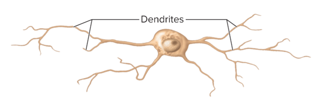 <p>no axon, multiple dendrites, don’t produce action potentials; brain, retina, adrenal medulla; help in visual processes (contrast perception)</p>