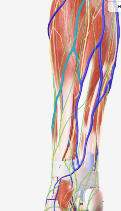 <p>Vooram oppervlakkige vene</p>