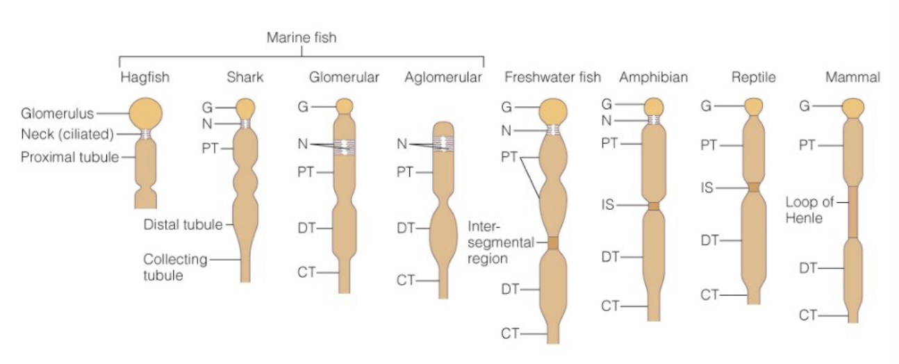 <ul><li><p>loops of Henle helps to create concentrated urine, animals that live in water do not need one</p></li><li><p>reptiles don’t have one because they have salt glands and tough/dry skin that minimizes water loss (better barriers)</p></li></ul><p></p>