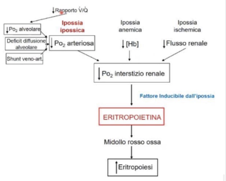 <p><span>• </span><strong><span>Cos'è e dove si produce:</span></strong><span> L'EPO è una </span><strong><span>glicoproteina e un ormone</span></strong><span> che stimola l'eritropoiesi, regolando la produzione di eritrociti nel midollo osseo. Viene sintetizzata per il </span><strong><span>90% dal rene</span></strong><span> e per il </span><strong><span>10% dal fegato</span></strong><span>.</span></p><p><span>• </span><strong><span>Stimolo e Meccanismo Molecolare:</span></strong><span> La sua produzione è regolata dalla concentrazione di ossigeno. Lo stimolo per il rilascio è la </span><strong><span>riduzione della pressione parziale di ossigeno (pO2)</span></strong><span> nell'interstizio renale (ipossia).</span></p><p><span>• Quando la pO2 cala, viene attivato un fattore inducibile dall'ipossia chiamato </span><strong><span>HIF-1alfa</span></strong><span>.</span></p><p><span>• HIF-1alfa </span><strong><span>trasloca nel nucleo</span></strong><span>, si complessa alla </span><strong><span>subunità beta</span></strong><span> e attiva la </span><strong><span>trascrizione genica</span></strong><span> per l'eritropoietina.</span></p><p><span>• </span><strong><span>Implicazioni cliniche (Insufficienza renale):</span></strong><span> Situazioni di insufficienza renale cronica provocano una </span><strong><span>grave forma di anemia</span></strong><span> dovuta alla carenza di produzione di globuli rossi. In questi casi si interviene somministrando </span><strong><span>EPO ricombinante</span></strong><span>.</span></p><p><span>• </span><strong><span>Cofattori dell'eritropoiesi e patologie:</span></strong><span> Il processo necessita di due cofattori fondamentali: </span><strong><span>Vitamina B12</span></strong><span> e </span><strong><span>Acido folico</span></strong><span>.</span></p><p><span>• </span><strong><span>Anemia megaloblasica:</span></strong><span> Causata da carenze a carico di questi cofattori, determina difetti nell'eritropoiesi con formazione di globuli rossi anomali (macrociti).</span></p><p><span>• </span><strong><span>Anemia perniciosa:</span></strong><span> Si verifica quando la Vitamina B12 è assunta ma </span><strong><span>non viene assorbita</span></strong><span> a causa della </span><strong><span>mancanza del fattore intrinseco</span></strong><span>, condizione dovuta ad un'atrofia della mucosa gastrica.</span></p>