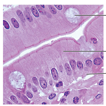 <p>what tissue is this?</p>