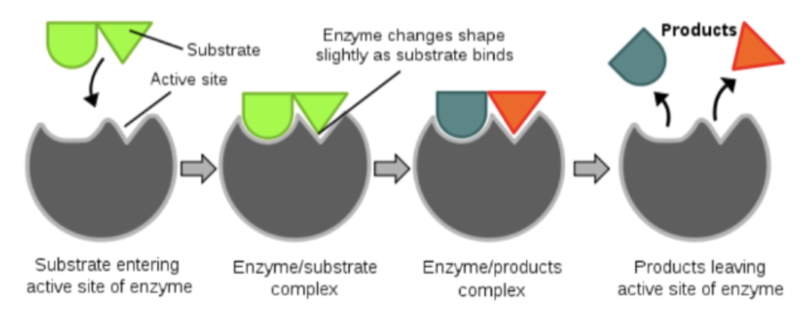 <p><span style="background-color: transparent; font-family: "EB Garamond", serif;"><strong>What do enzymes do?</strong></span></p>