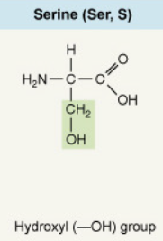 <p>Hydroxyl (–OH) group</p>