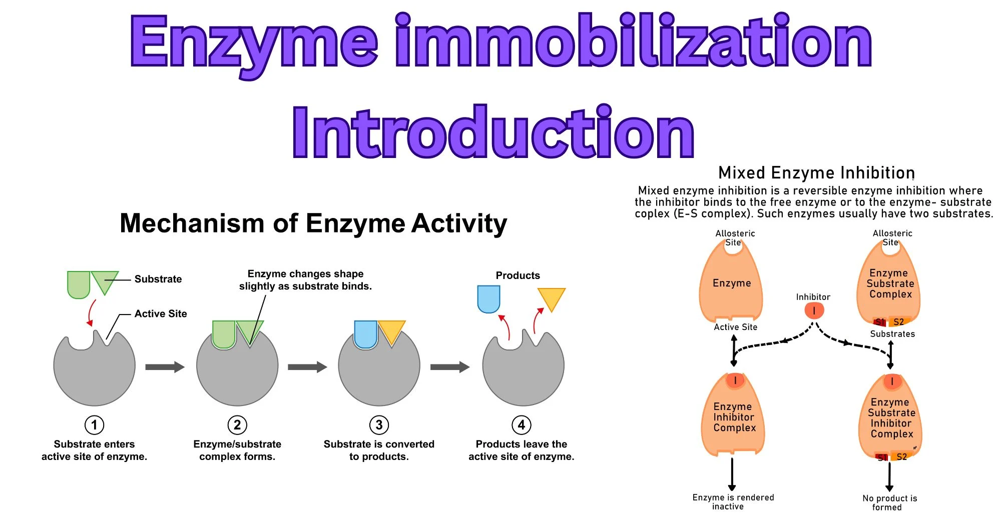 <p>What are the advantages of immobizing enzymes in alginate? (3)</p>