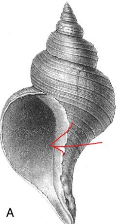 <p><strong>aperture</strong></p>