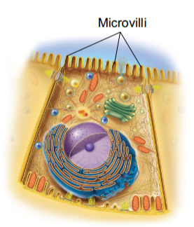 <p>Microvilli</p>