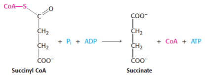 <p>5th reaction of citric acid/kreb cycle</p><p><span style="background-color: transparent;">catalysed by <strong>succinyl CoA synthetase</strong> (succinate thiokinase)</span></p>