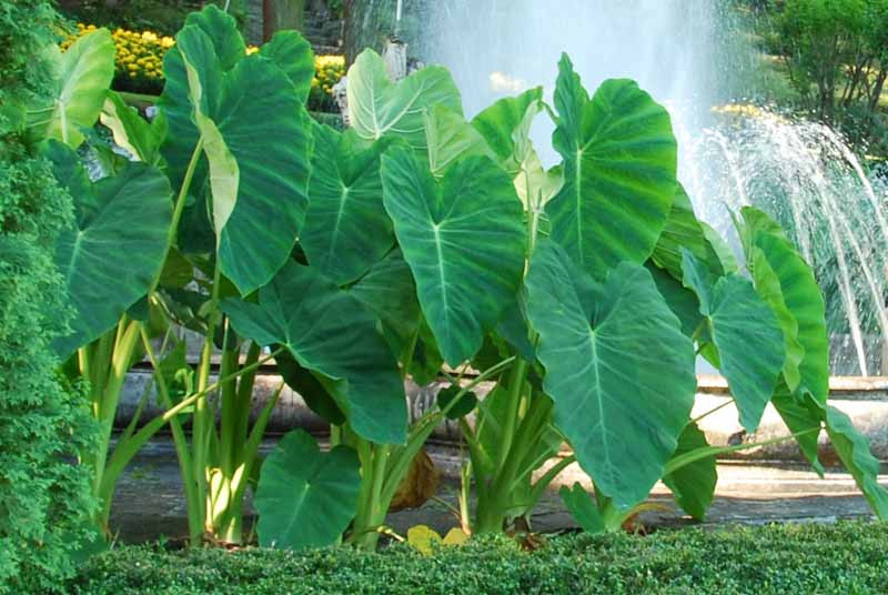 <p>Araceae Colocasia esculenta</p>