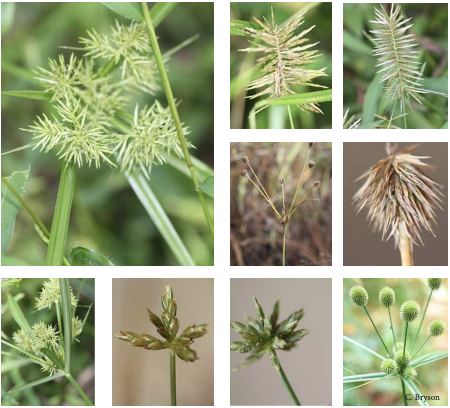 <p>terminal inflorescence</p><p>spikelet has lots of flowers</p><p>laterally compressed spikelets</p><p>main stem angular</p><p>closed blade</p>