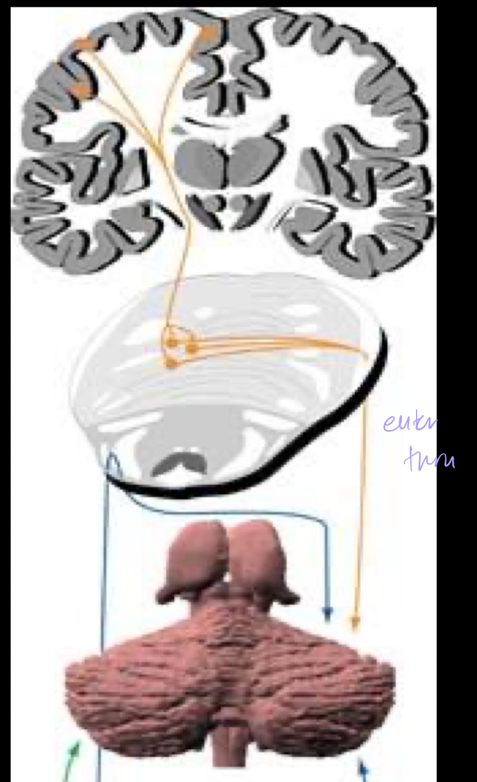 <p>One input coming into cerebellum is <strong>ongoing motor information from the motor cortex</strong></p><ul><li><p>Copy of motor info is sent from cortex to cerebellum via <strong>pontocerebellar pathway</strong></p></li><li><p>Cortical pontine fibers (axons from the motor cortex) descend <strong>ipsilaterally </strong>synapsing onto pontine nuclei</p></li><li><p>Ponto-cerebellar fibers from pontine nuclei cross the midline @ pons</p></li><li><p>Enter cerebellum via <strong>middle cerebellar peduncle</strong></p></li></ul><p></p>