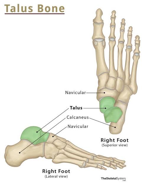 <ul><li><p>sits on calcaneus</p></li><li><p>articulates w/ tibia/tubula</p></li><li><p>transmits body weight</p></li></ul><p></p>