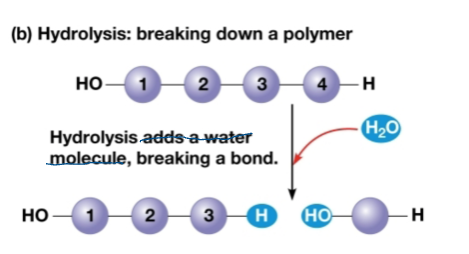<p>Hydrolysis</p>
