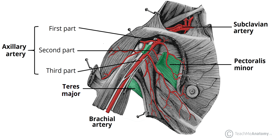 <p>arteries</p><ul><li><p>subclavian artery</p><ul><li><p>begins under clavicle; runs from thorax to rib 1</p></li><li><p>becomes axillary artery once it CROSSES RIB 1</p></li></ul></li><li><p>axillary artery</p><ul><li><p>in armpit</p></li><li><p>becomes brachial artery at inferior border of teres major </p></li></ul></li><li><p>brachial artery </p><ul><li><p>distal to teres major</p></li><li><p>in arm</p></li></ul></li></ul><p>all of these arteries are connected to each other, just transition into each other </p><p></p>