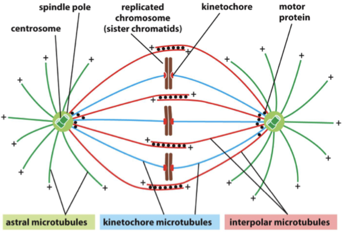 <p>What are the 3 spindle microtubules?</p>