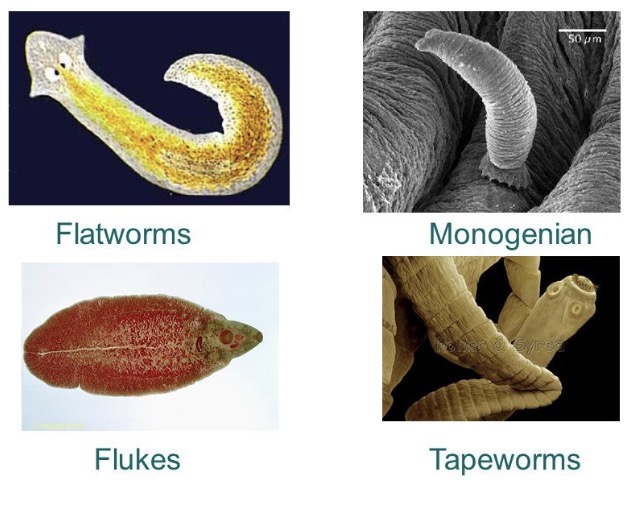 <p>Defining features of Platyhelminthes:</p>
