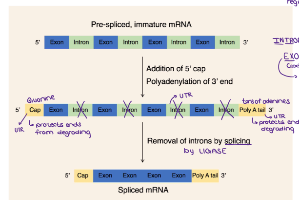 <p>In eukaryotes, the <strong><em><u>mRNA needs to be EDITED before it leaves the nucleus to be translated.</u></em></strong></p><ol><li><p><strong><mark data-color="yellow" style="background-color: yellow; color: inherit;">Add a 5’ Guanine Cap (5’ cap)</mark></strong></p><ol><li><p>A modified <strong>guanine nucleotide</strong> is added to the front (5’ end0.</p></li><li><p><strong>Purpose:</strong></p><ol><li><p>Protects mRNA from degradation</p></li><li><p>Helps the ribosome recognize and bind tot he mRNA for translation</p></li></ol></li></ol></li><li><p><strong><mark data-color="yellow" style="background-color: yellow; color: inherit;">Add a Poly-A Tail</mark></strong></p><ol><li><p>A long chain of <strong>adenine nucleotides (A’s)</strong> is added to the 3’ end.</p></li><li><p><strong>Purpose:</strong></p><ol><li><p>Increases stability (prevents breakdown)</p></li><li><p>Helps mRNA exit the nucleus</p></li></ol></li></ol></li><li><p><strong><mark data-color="yellow" style="background-color: yellow; color: inherit;">Splicing: Remove Introns</mark></strong></p><ol><li><p><strong>Introns </strong>(noncoding sections) are cut out and discarded</p></li></ol></li><li><p><strong><mark data-color="yellow" style="background-color: yellow; color: inherit;">Join Exons Together</mark></strong></p><ol><li><p><strong>Exons </strong>(coding sequences) are spliced together to form the final edited transcript; <u>Ex</u>it the nucleus and get <u>expressed</u></p></li></ol></li></ol><p></p>