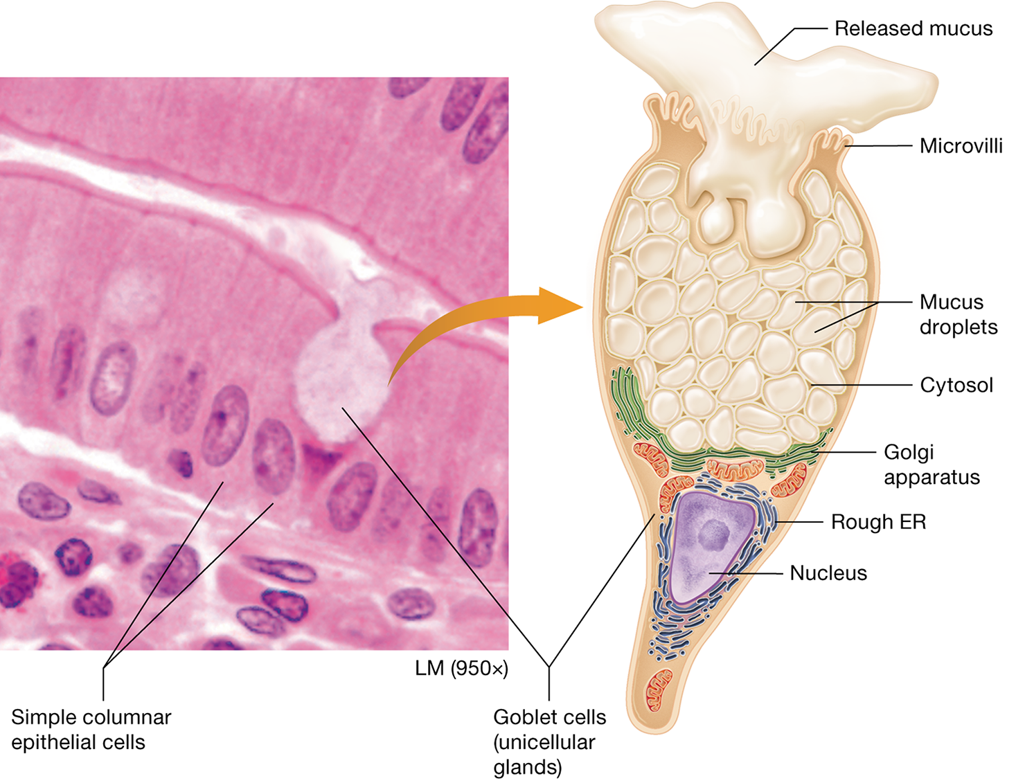 <p>the simplest exocrine glands, composed of a single cell</p>