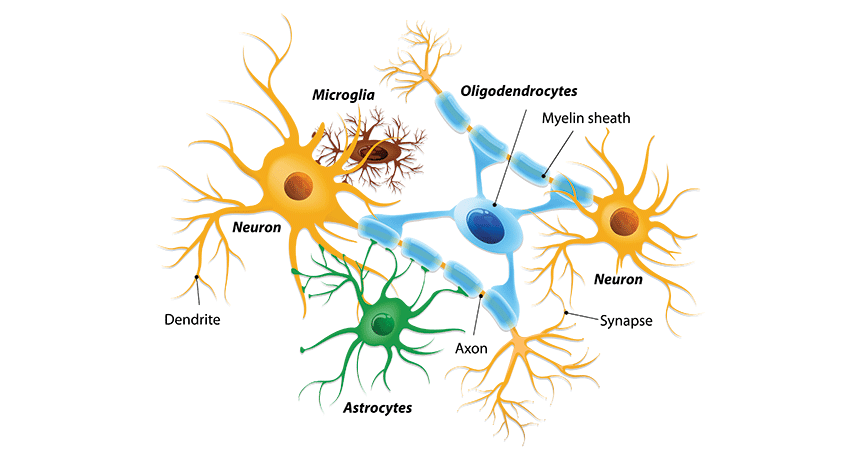 <p>Glial Cells</p>