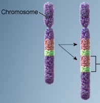 <p>Type of chromosomal mutation that produces an extra copy of all or part of a chromosome. </p><p>When mutations produce an extra part or copies of chromosomes.</p>
