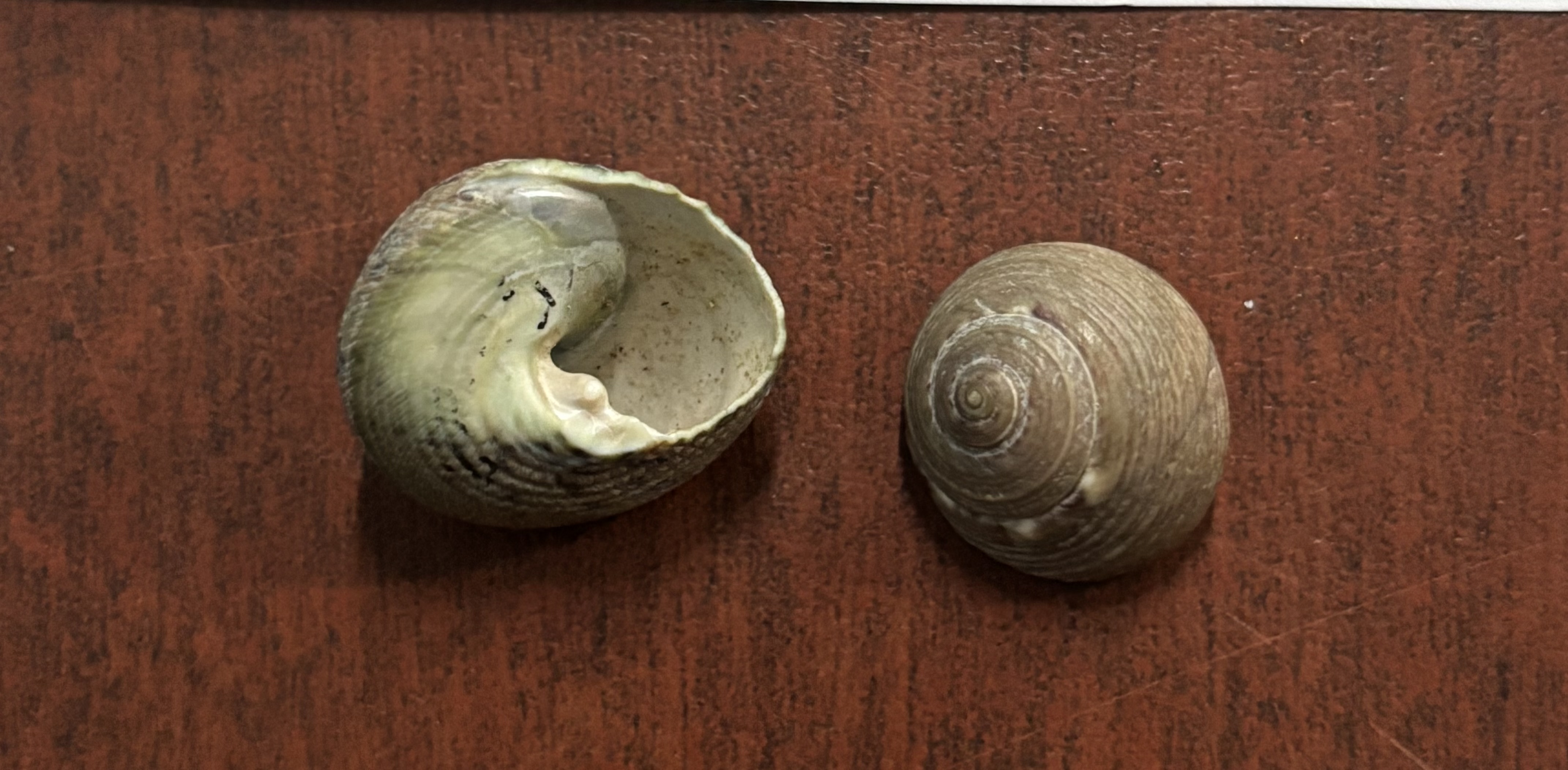 <p><strong>FILO<br>CLASE</strong><br><strong>SUBCLASE</strong><br><strong>FAMILIA</strong><br><strong>GÉNERO</strong><br><strong>NOMBRE COMÚN<br>CARACTERÍSTICAS</strong><br><strong>RÁDULA<br>ALIMENTACIÓN <br>HÁBITAT</strong></p>