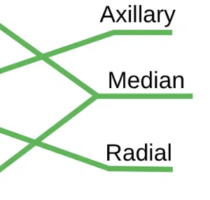 <p>Cadaver image of median nerve </p>