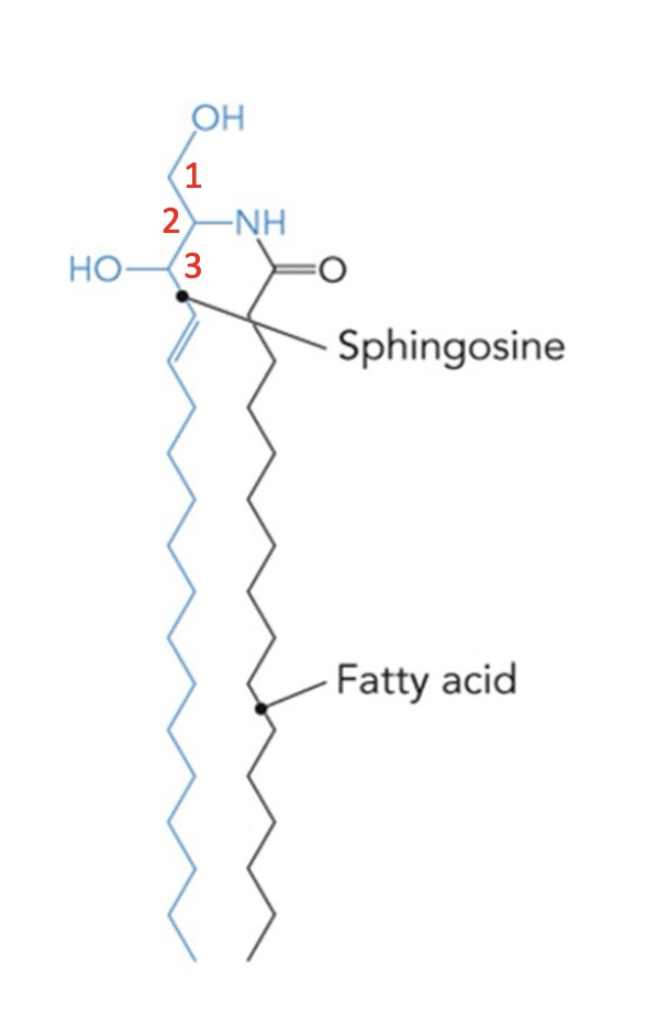 <p>Backbone is sphingosine (18 C, trans double bond at carbon 4)</p><ul><li><p>Attached group is often a sugar on C1</p></li><li><p>Attached group is often a FA on C2</p></li></ul><p>Fatty acyl group linked to C2 amino groyp</p><p>precursors of all sphingolipids</p>