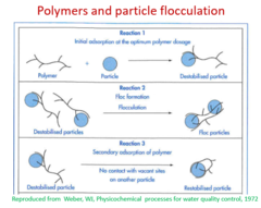 <p>part of the polymer is adsorbed onto particle, rest of polymer forms a bridge btwn other polymers= flocc formation</p>