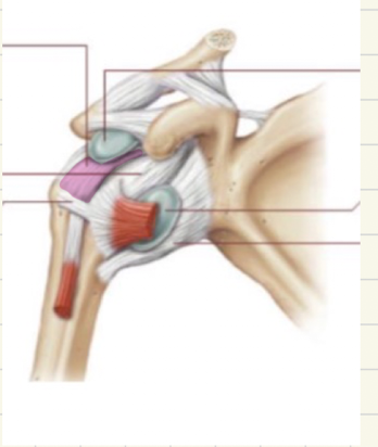<p>what ligament is this </p>