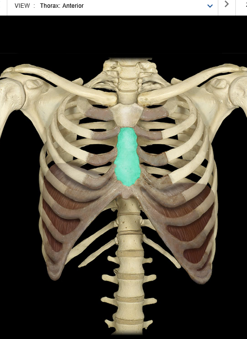 <p>Body of sternum</p>