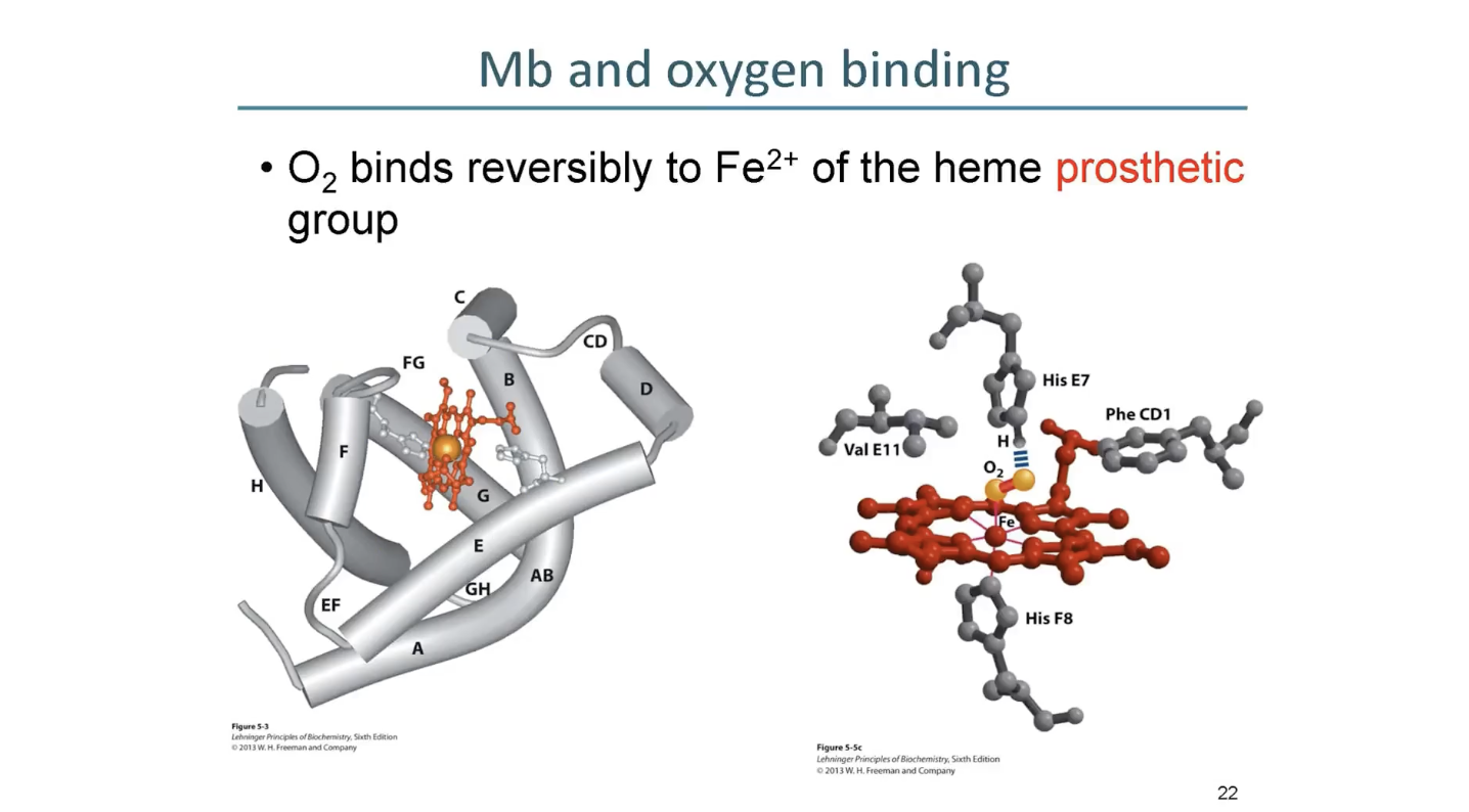 <p>prosthetic: bc its seperate to the protein</p>