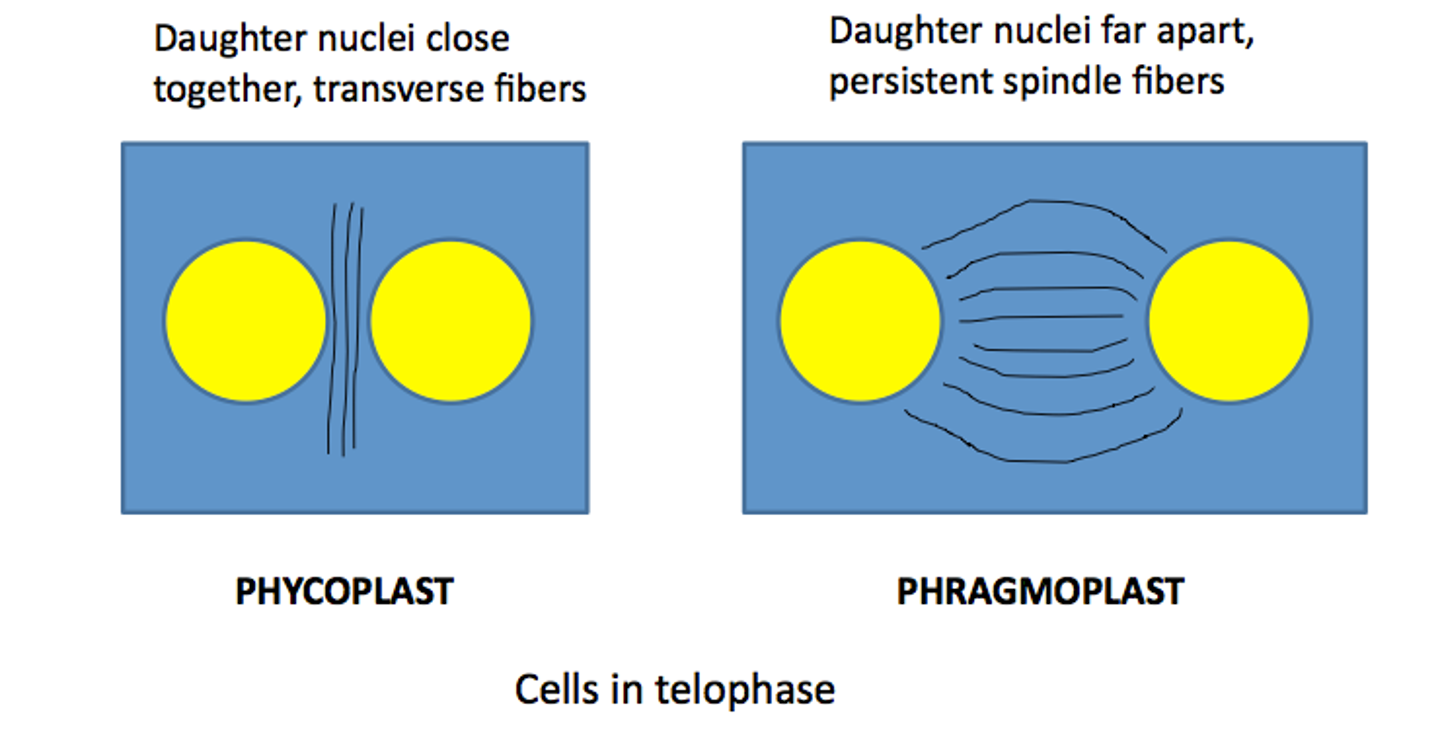 <ol><li><p>phyocoplasts a vertical microtubules</p></li><li><p>phragmoplasts are horizontal microtubules</p></li></ol><p></p><p></p>