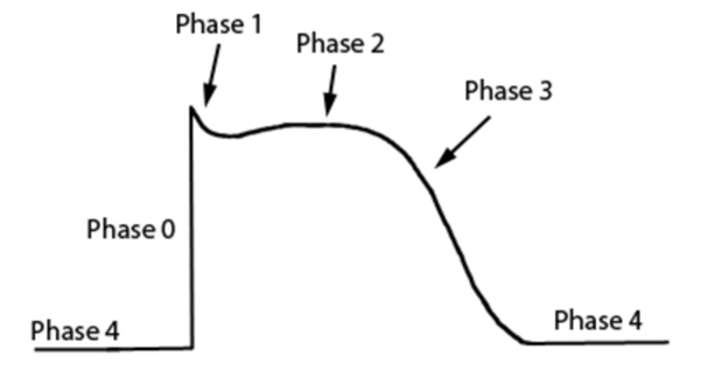 <p>body returns to unaroused state</p><p>parasympathetic nervous system</p>